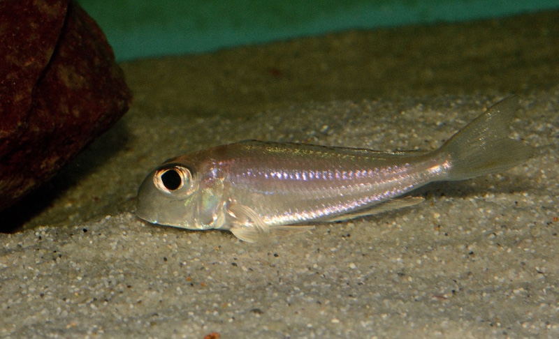 Xenotilapia sima 'Moliro'